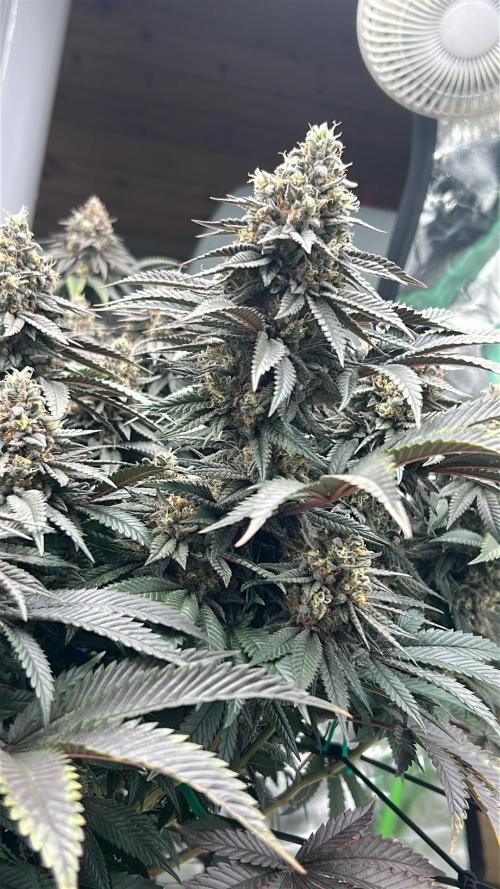 Gorilla melon. Week 15