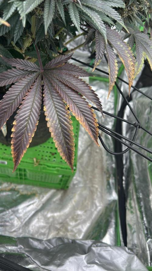 Gorilla melon. Week 15