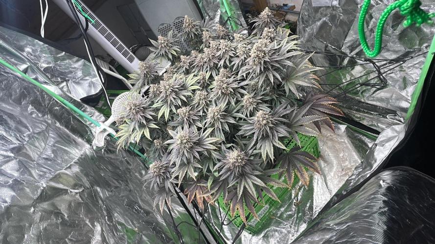 Gorilla melon. Week 15