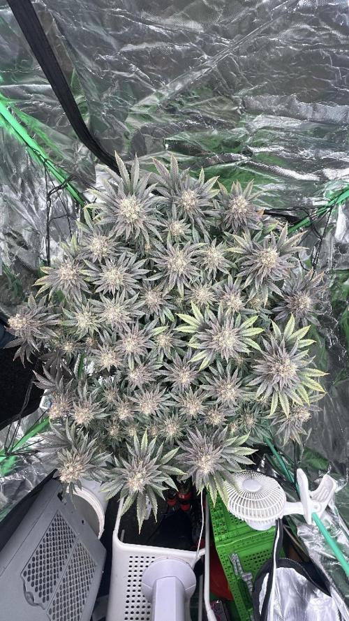 Gorilla melon. Week 15