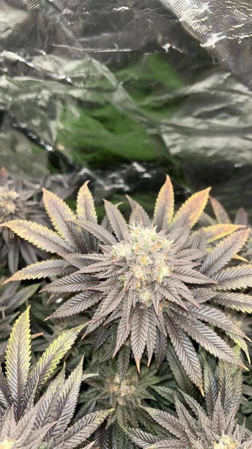 Gorilla melon. Week 16