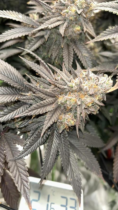 Gorilla melon. Week 16