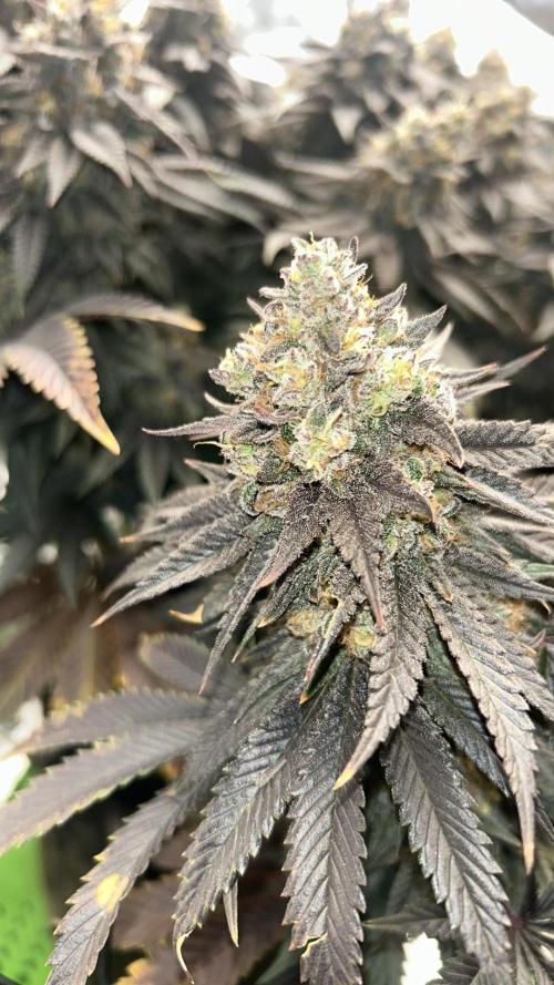 Gorilla melon. Week 16