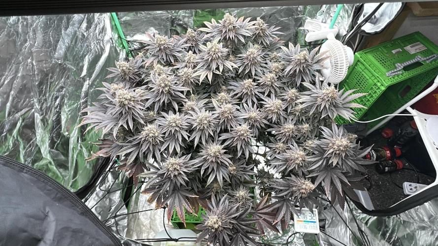 Gorilla melon. Week 16