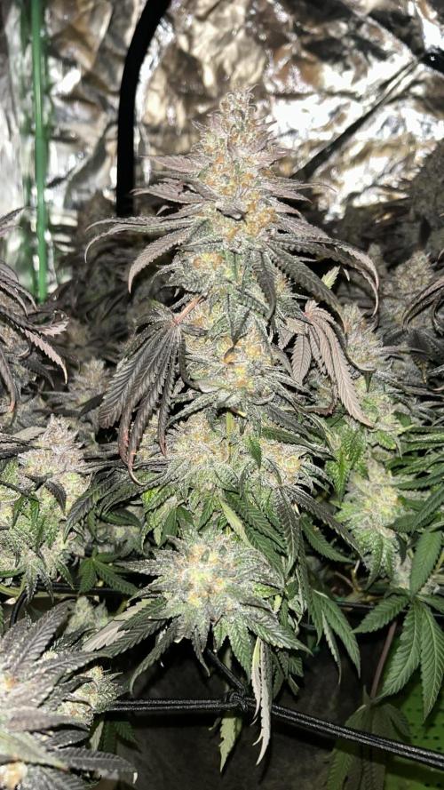 Gorilla melon. Week 17