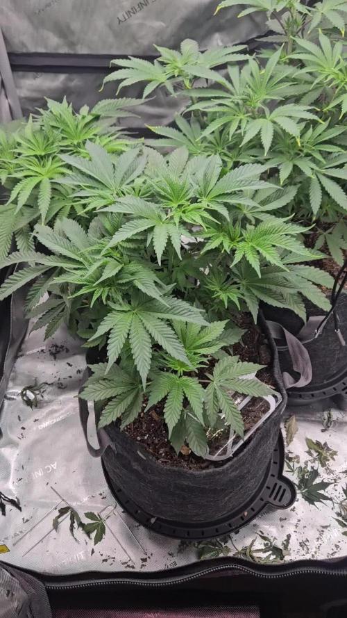 Grand Daddy Purple