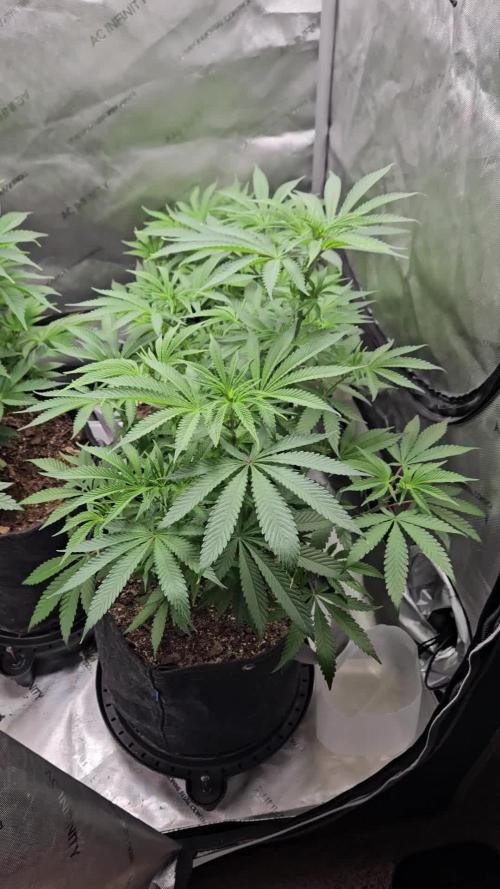 Grand Daddy Purple