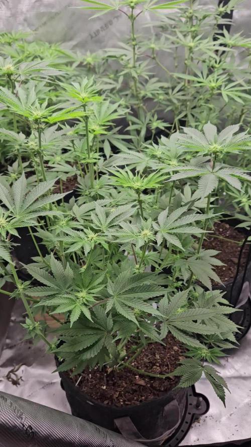 Grand Daddy Purple