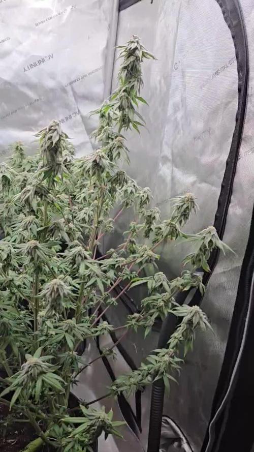 Grand Daddy Purple