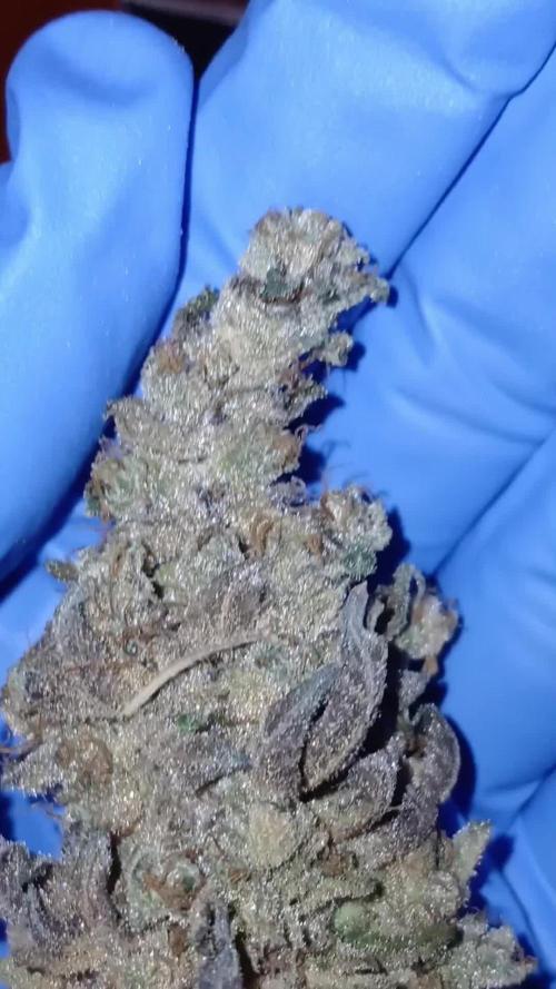 Purple Lemonade FF Fast Buds