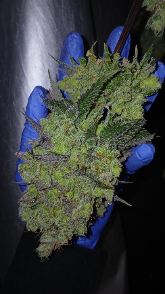 GG4 Sherbet FF Fast Buds. Week 14 - Ha sido genial cultivar esta cepa maravillosa.
Potencia sabor y producción 