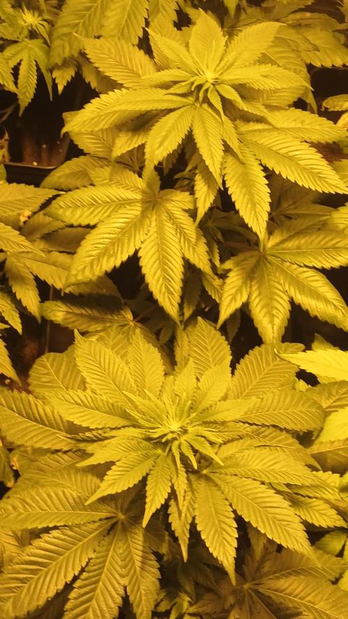 Pink Truffle. Week 5 - Camino de la prefloración 