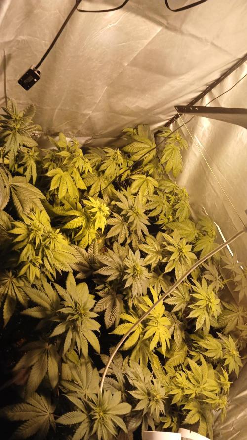 Pink Truffle. Week 5 - S.O.G.