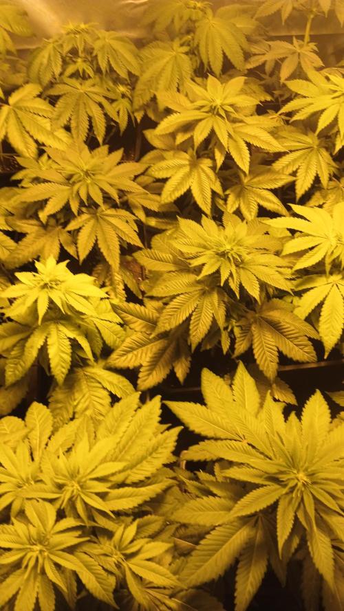 Pink Truffle. Week 5 - 🚀🚀💚