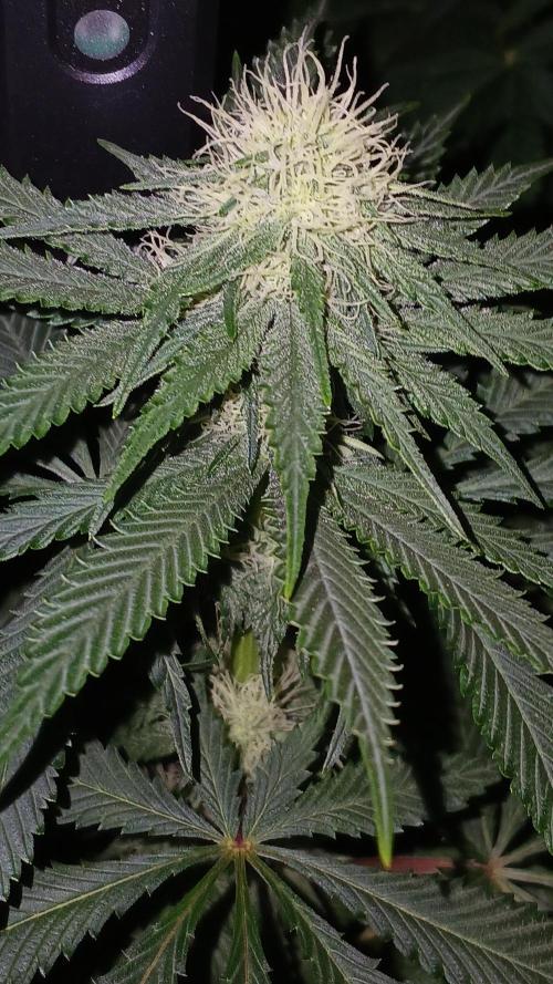 Pink Truffle. Week 6 - Ya empiezan a resinar