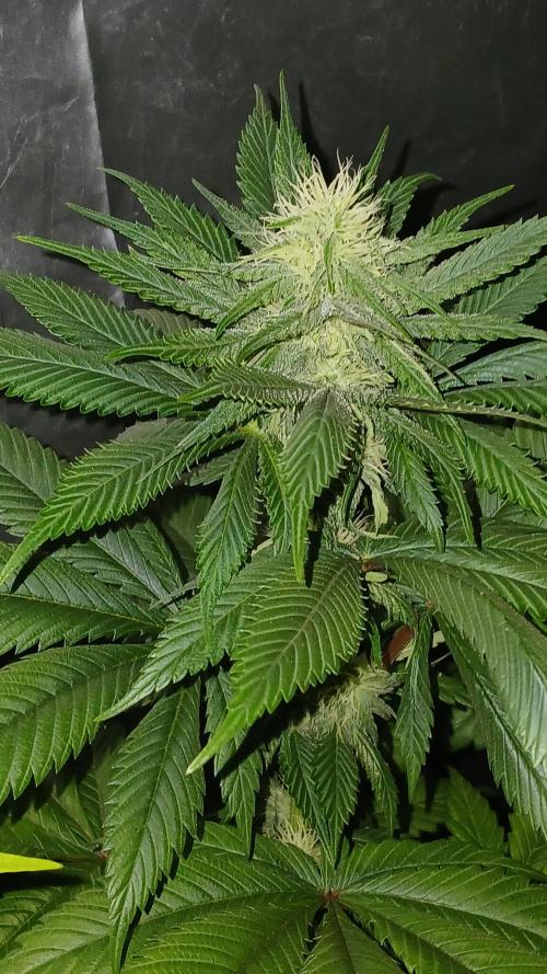 Pink Truffle. Week 6 - Huele cremosa a caramelo