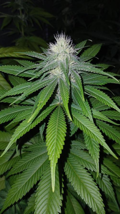 Pink Truffle. Week 6 - La Magia de APTUS 🥦