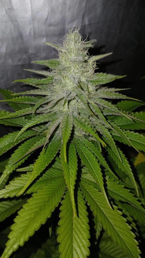 Pink Truffle. Week 7 - Mucha resina! Van engordando bastante bien 👍🏻 