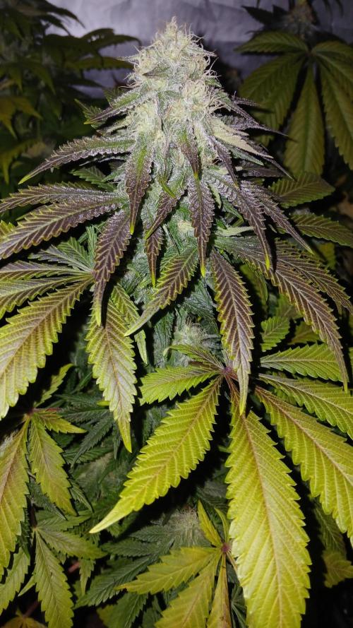 Pink Truffle. Week 7 - Huelen a Calipo de fresa 🍓 🤤 