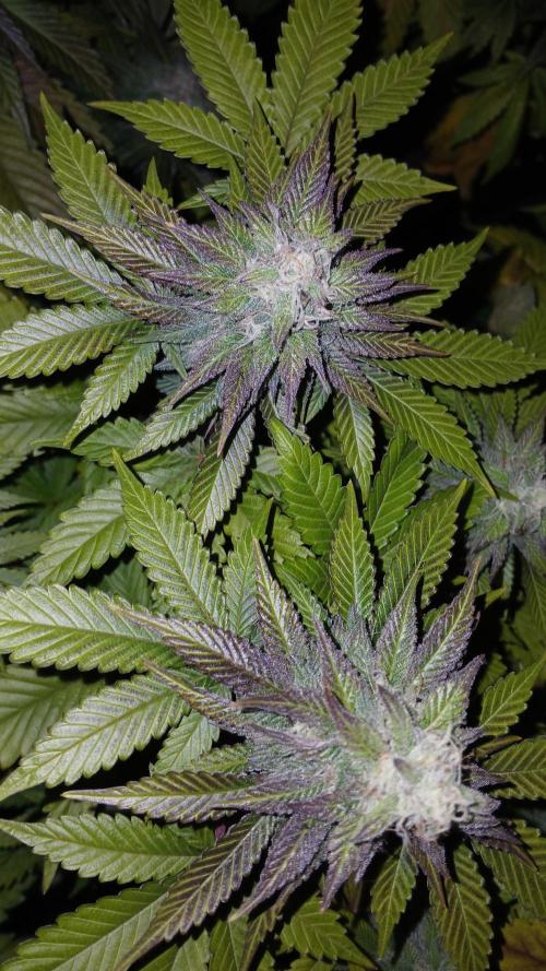 Pink Truffle. Week 7 - Un poco de temperaturas bajas y salen colores púrpura 