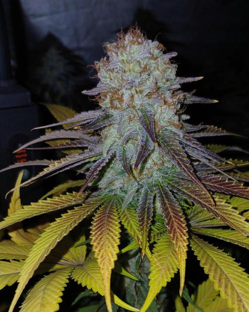 Pink Truffle. Week 8 - Preciosos tonos de fin de floración 💚❤️💛 y una explosión de resina 🤯