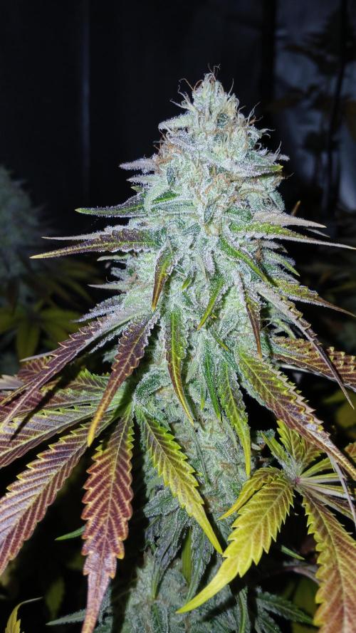 Pink Truffle. Week 8 - Olor brutal a petit suise de fresa 🍓 