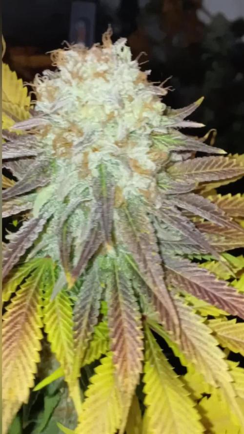 Pink Truffle
