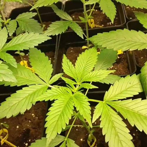 Tropicana Cookies FF Fast Buds