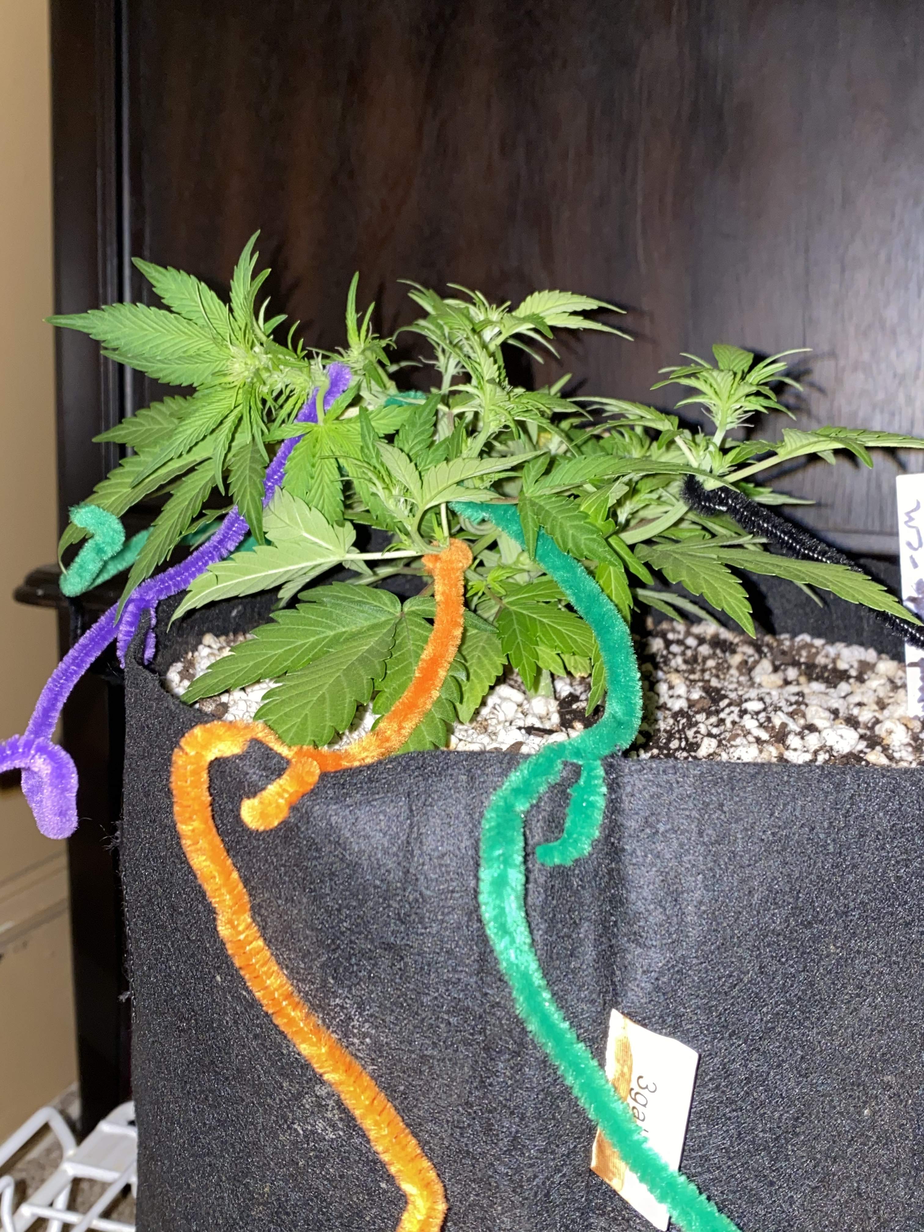 Sweet Seeds Cream Mandarine Auto® grow diary (journal) week6 by