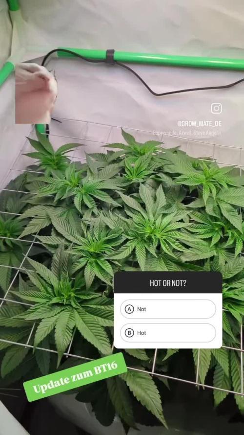 [DWC] 2x O.M.G. @ 250 Watt // Ripper Seeds