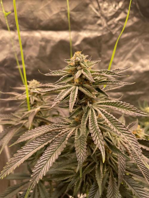 dream Candy. Week 6