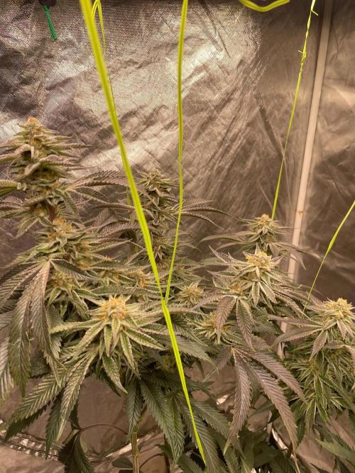 dream Candy. Week 6