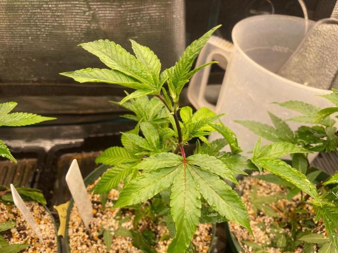 Rainbow Sherbet. Week 2