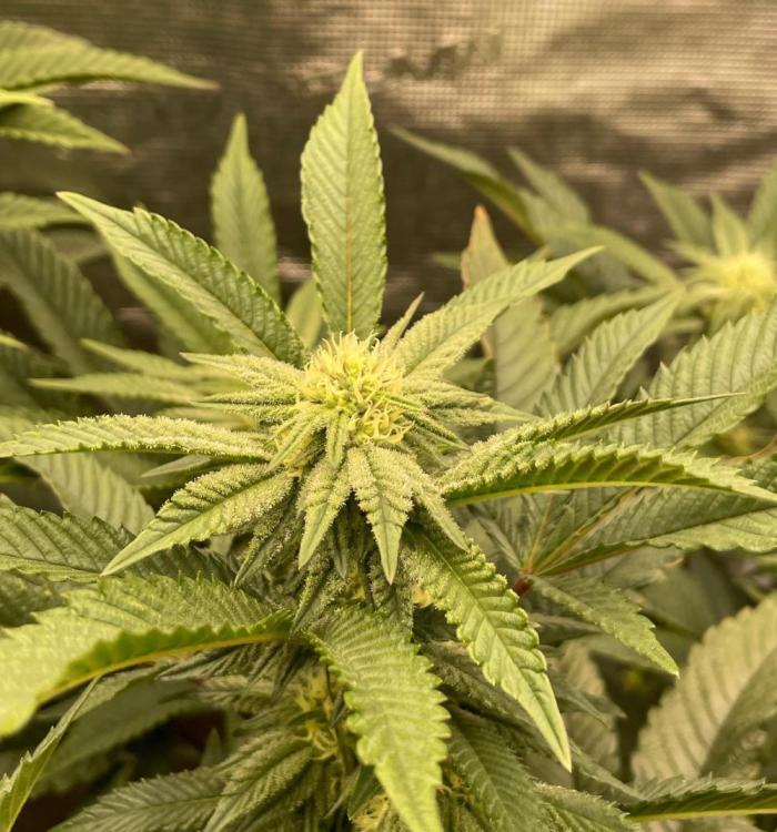rainbow sherbet. Week 4
