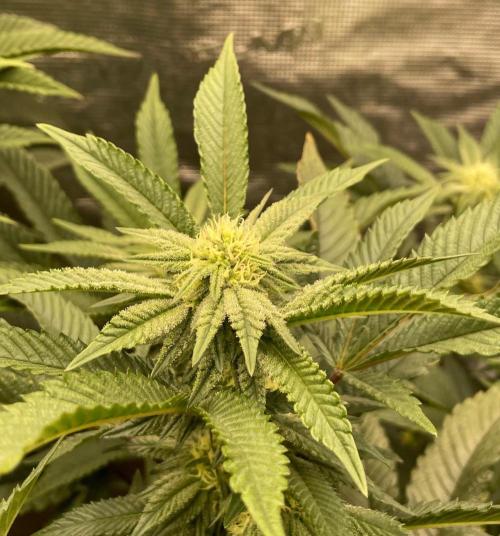 Rainbow Sherbet. Week 4