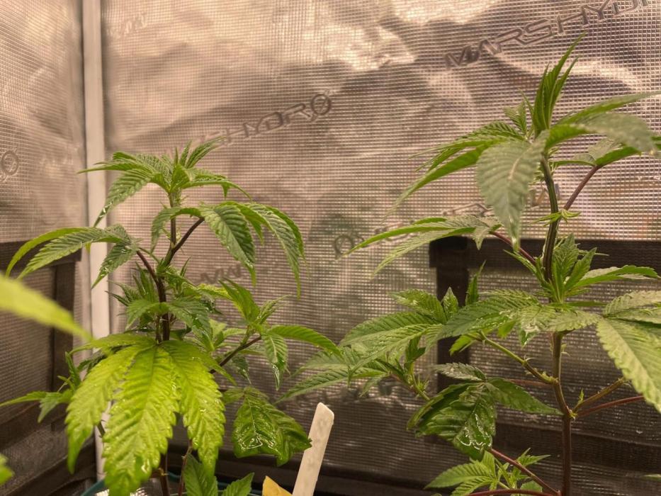 Platinum Kush Breath Remix. Week 2 - There's not enough phosphorus.
The stems are turning red.
