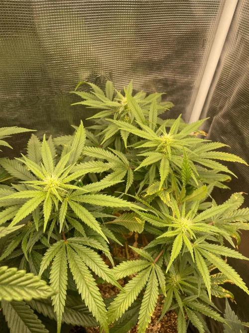 . Week 5