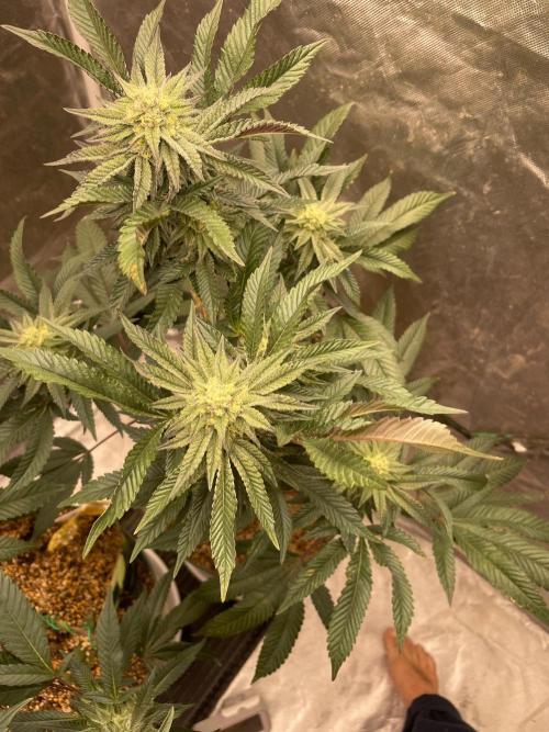 rainbow sherbet. Week 5