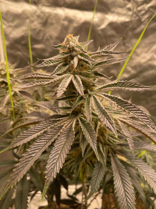 dream Candy. Week 7