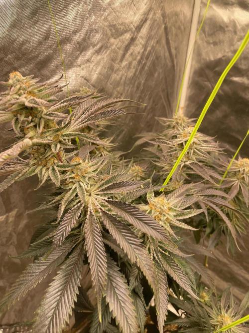 dream Candy. Week 7