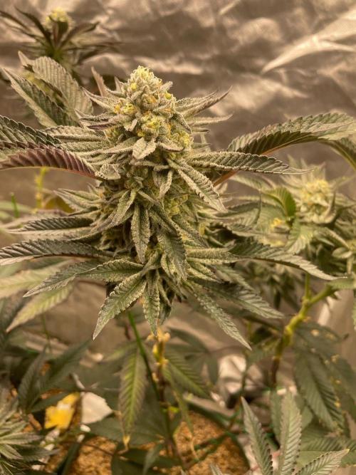 Rainbow Sherbet. Week 7