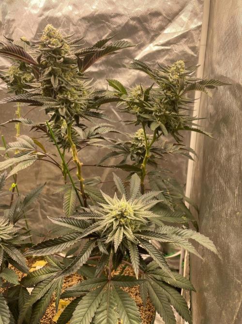 rainbow sherbet. Week 7