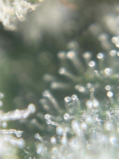 rainbow sherbet. Week 8