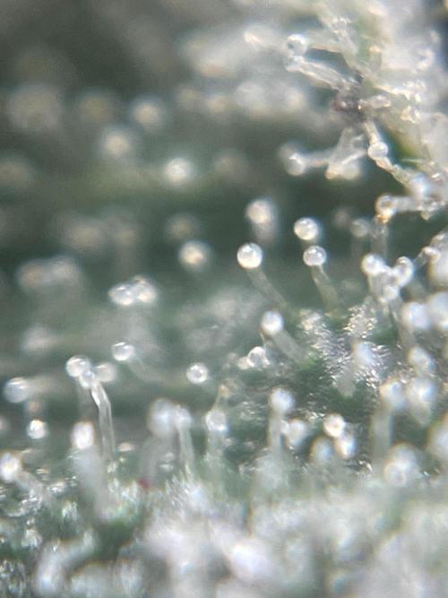 Rainbow Sherbet. Week 8