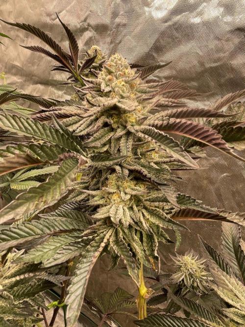 rainbow sherbet. Week 8