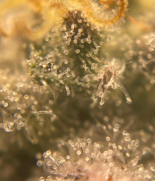 Rainbow Sherbet. Week 9