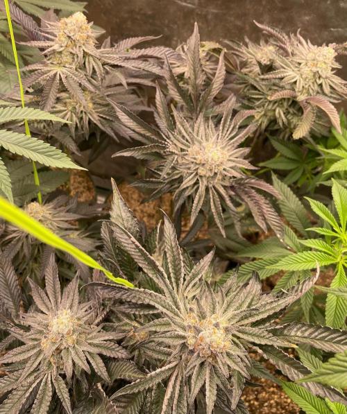 rainbow sherbet. Week 9