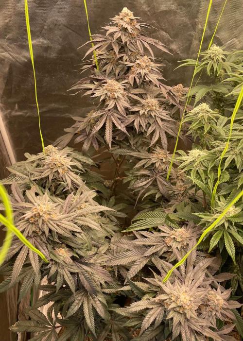 UK Riot. Week 8