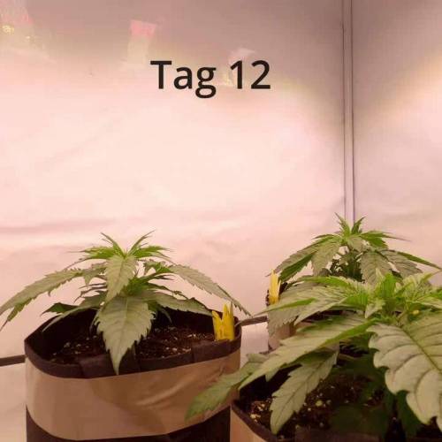 Jamaican Pearl Fem