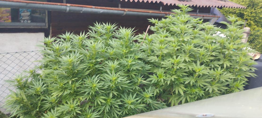 Legal Outdoor Grow 2026. Week 1
